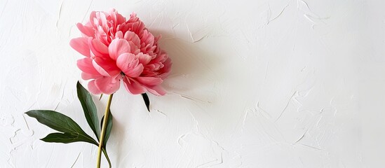 Wall Mural - A pink peony flower is displayed against a white backdrop providing space for a greeting message This image symbolizes Mother s Day and spring. Creative banner. Copyspace image