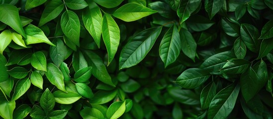 Wall Mural - green foliage provides a backdrop with space for text or images in the foreground. creative banner. 
