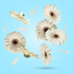 Sticker - White gerbera flowers in air on light blue background