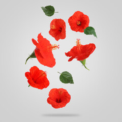 Wall Mural - Red hibiscus flowers and green leaves in air on light grey background