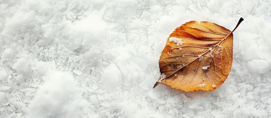 Aufkleber - A dry leaf rests gracefully on a white snowy surface creating a serene winter scene with copy space image