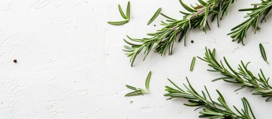 Aufkleber - Fresh green rosemary arranged on a white surface for a flat lay view with room for text or other elements in the image. Creative banner. Copyspace image