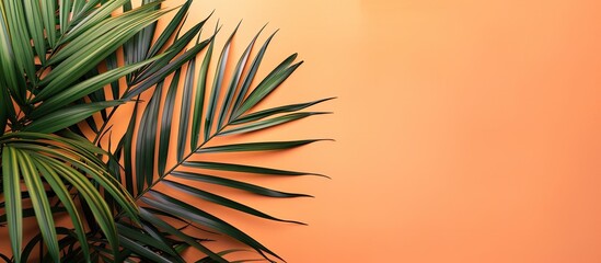 Fototapete - A tropical palm leaf on an orange summer backdrop with ample copy space image available