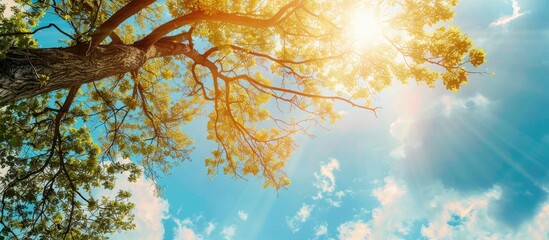 Poster - Sunny skies peeking through the branches of a tree create a serene copy space image