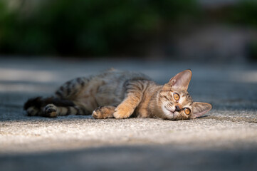 Sticker - Cat resting on the ground outdoors