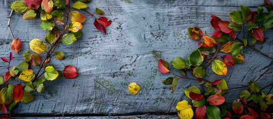 Poster - Hawthorn leaves in yellow red and green hues set against an aged gray wooden surface with copy space image