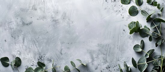 Poster - Eucalyptus twigs displayed on a grey concrete background for a greeting card with copy space image