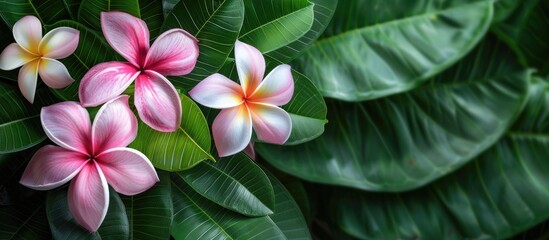 Poster - Pink frangipani flowers blooming against a backdrop of lush green leaves creating a picturesque copy space image