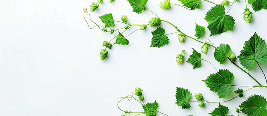 Aufkleber - Top view of a youthful hop branch with leaves set against a white backdrop ideal for a copy space image