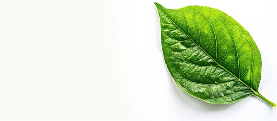 Canvas Print - Include clipping path in a white background setting to highlight a solitary green leaf with ample copy space image