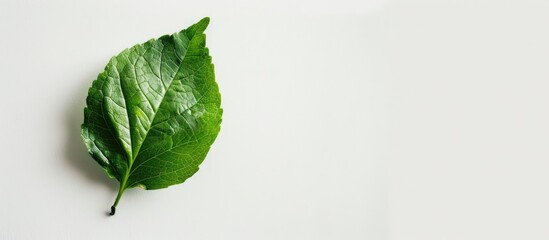 Fototapete - Copy space image of a single leaf against a white background