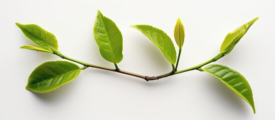 Aufkleber - Fresh young green tea leaves branch on white background ideal for food concepts with clipping path and copy space image