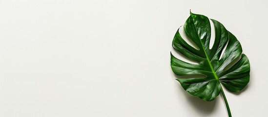 Poster - Top down view of a vibrant tropical monstera leaf against a clean white backdrop featuring ample copy space for a poster or image