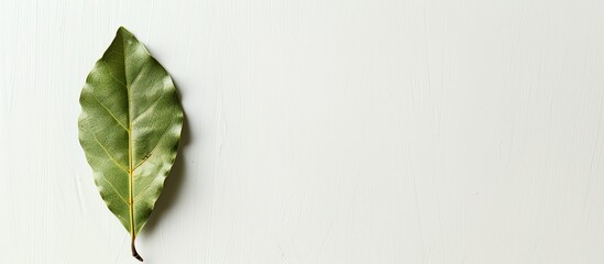 Aufkleber - A lone bay leaf against a white backdrop in a food copy space image