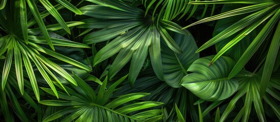 Fototapete - Lush green tropical leaf texture with large palm foliage creating a natural background perfect for a copy space image