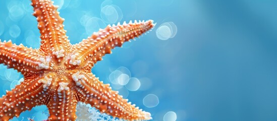 Fototapete - A starfish is shown in close up on a blue background with available copy space in the image