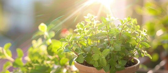 Aufkleber - Peppermint herb in sunlight on a balcony with copy space image
