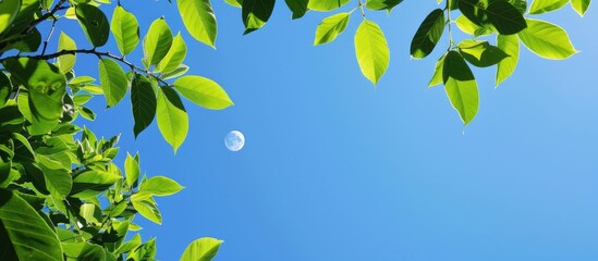 Wall Mural - view up through the green leaves to the blue summer sky with moon in copy space image