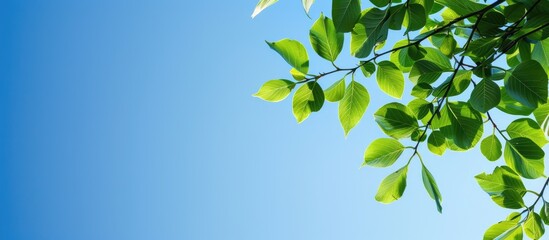 Fototapete - Scenic view of leaves on a tree branch against a clear blue sky with copy space image