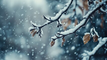 Canvas Print - Snowy Tree Branch in Forest