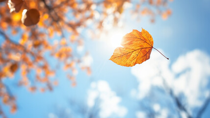 lonely leaf falls in autumn from a tree against a light blue sky, leaf fall on an autumn day background with a copy  space