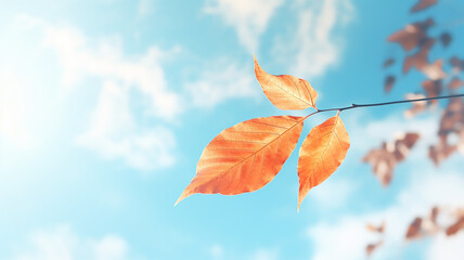 Wall Mural - autumn leaf fall, falling leaves on the background of a light blue autumn sky, yellow and red leaves
