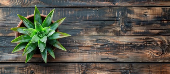 Poster - Top view of a potted plant on a wooden surface with a simple and natural backdrop featuring a border and ample copy space image