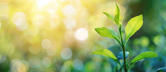 Aufkleber - Fresh vibrant leaves sprouting with a blurred backdrop creating a striking image with ample copy space