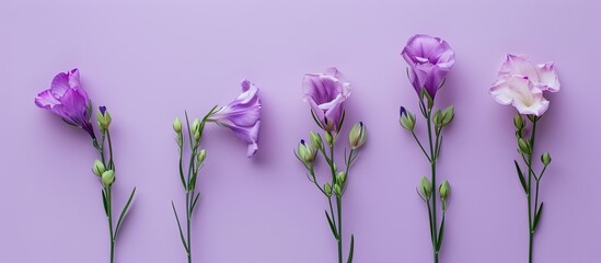 Aufkleber - Purple pastel background with freesia flowers seen from above giving the impression of a vibrant and captivating image with copy space