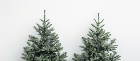 Fototapete - Two Christmas trees on a white background creating a festive holiday setting with a flat lay and top view perfect for a copy space image