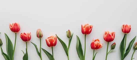 Aufkleber - Tulips on a white backdrop with copy space image