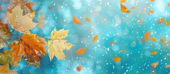 Canvas Print - Colorful autumn banner featuring maple leaves adorned with raindrops in yellow and orange hues against a turquoise background A blurred leaf adds an abstract touch to the nature themed copy space imag