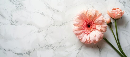 Aufkleber - A fresh pink flower in bloom during spring against a backdrop of white marble with ample copy space for additional text or designs