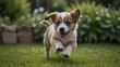 © geniuskp - A very small puppy runs happily on the green grass in the garden