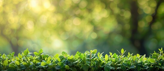 Aufkleber - Natural setting with abstract backdrop provides copy space image