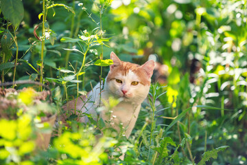 Wall Mural - Red and white cat sitting in the garden on a sunny summer day