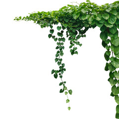 a green plant hanging from a branch on a png background, green ivy on a wall, green ivy leaves on pn