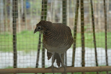 Lady Chrysolophus amherstiae, commonly known as Lady Amherst's Pheasant, is a bird species known for its striking appearance and vibrant plumage.