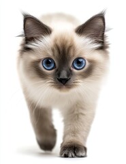 Poster - A cute ragdoll cat walking across a white background as a transparent PNG