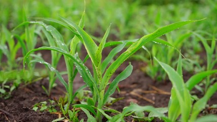 Wall Mural - A small sprout of corn grows in wet soil after rain. A corn plant is covered with raindrops. Agricultural field with corn sprouts. 4k footage.