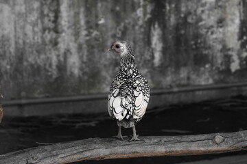 Wall Mural - black and white bird