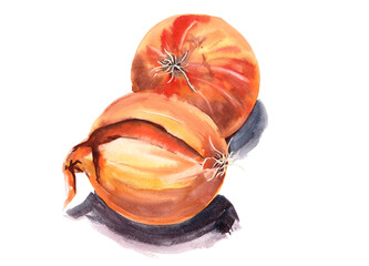 Onion, vegetables for cooking. Painted with watercolors on paper