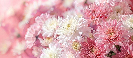 Wall Mural - Pink and white chrysanthemums on a pink background with copy space image