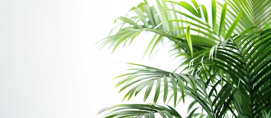 Poster - Fresh tropical palm leaves in vibrant green hues under bright sunlight set against a pristine white backdrop create a natural touch indoors with ample copy space image