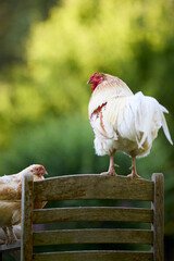 Wall Mural - Funny scene with rooster standing on chair in garden