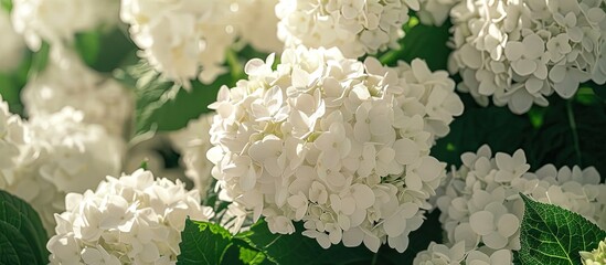 Poster - High quality photo of white hydrangea flowers in a garden perfect for landscape design with a copy space image