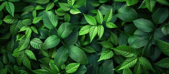 Canvas Print - lush green foliage in the beginning of summer with copy space image
