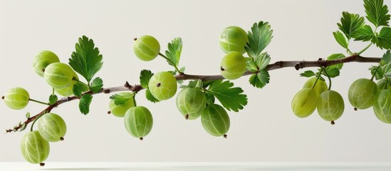 Canvas Print - A branch with green gooseberries providing a fresh and vivid copy space image