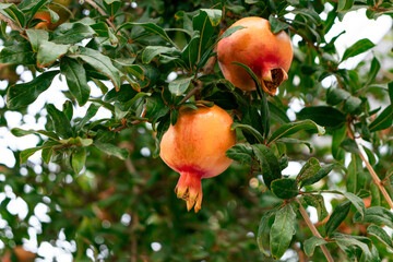 pomegranate tree growth in hersonissos, crete, greece summer