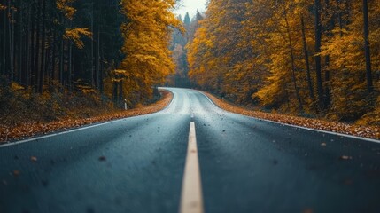 Wall Mural - Empty asphalt road winding through a colorful autumn forest.